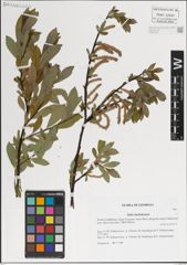 Foto von Salix kazbekensis A. K. Skvortsov